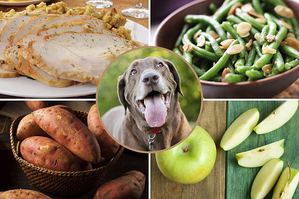 What Thanksgiving Foods are Safe for Colorado Dogs to Feast On?