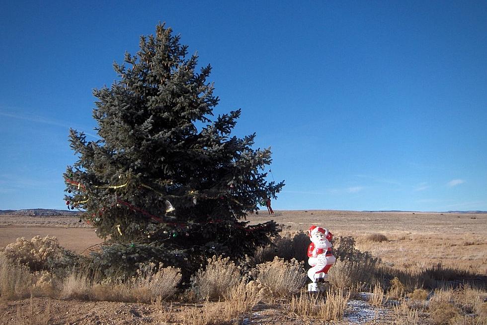 Decorations Are Up on Iconic Grand Junction/Delta Colorado Christmas Tree