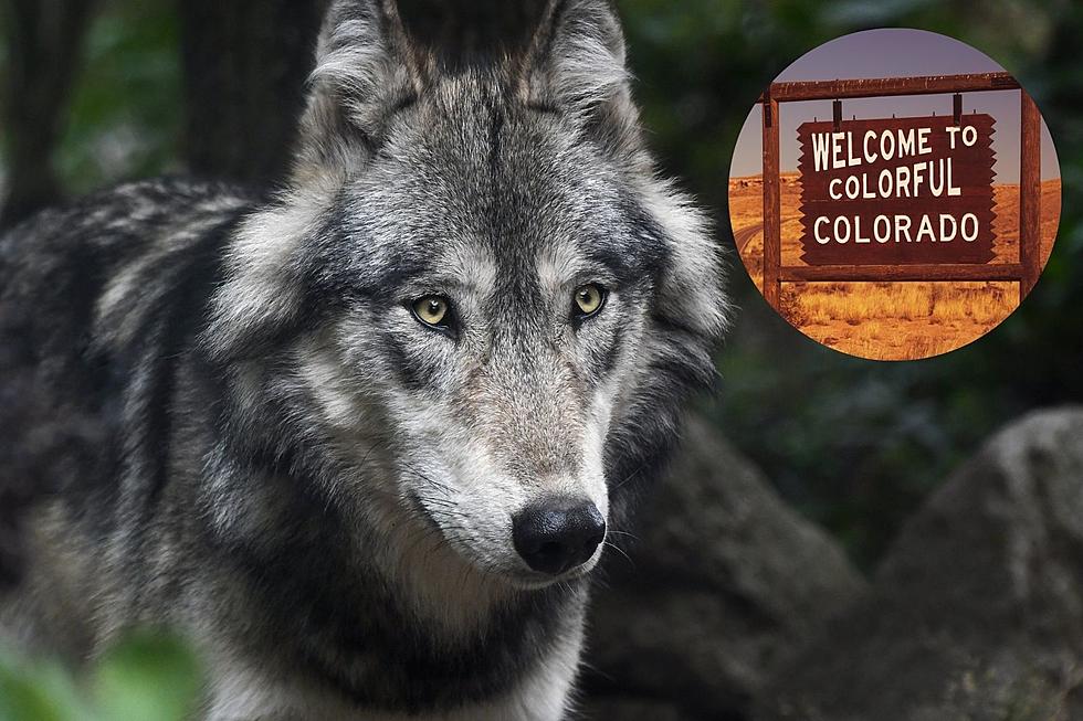 Parks and Wildlife Investigates Colorado’s First Wolf Kill in Over 70 Years