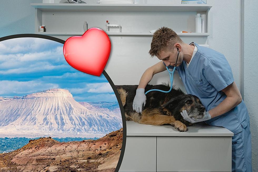 According to You These Are the Best Veterinarians in Grand Junction, Colorado