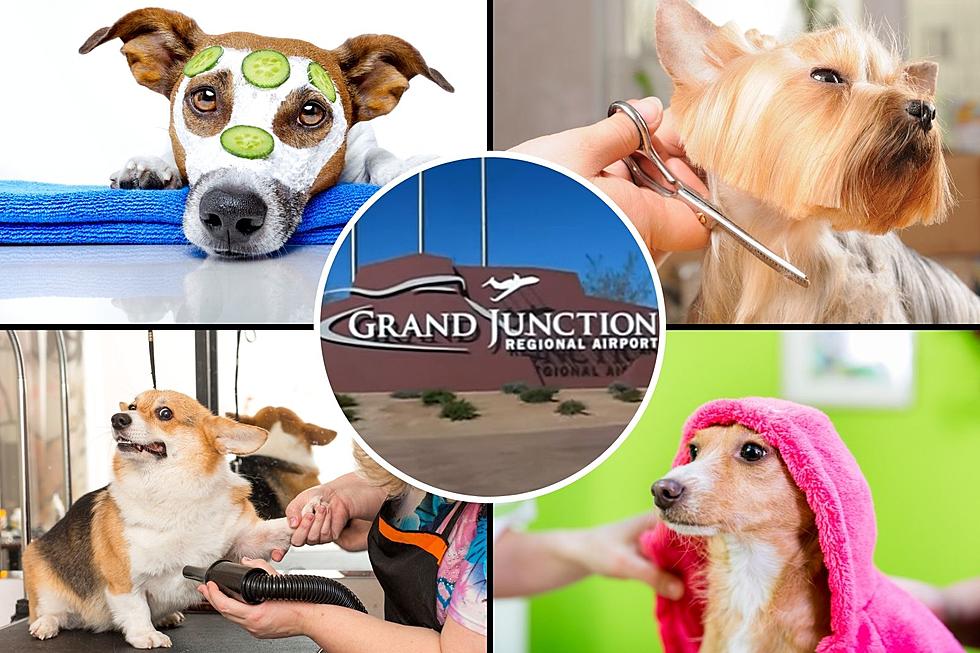 Your Picks for the Best Pet Groomers in Grand Junction, Colorado