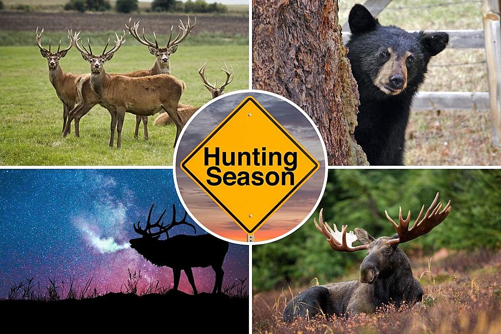 The Dates You Need to Know About Colorado&#8217;s 2022 Hunting Season