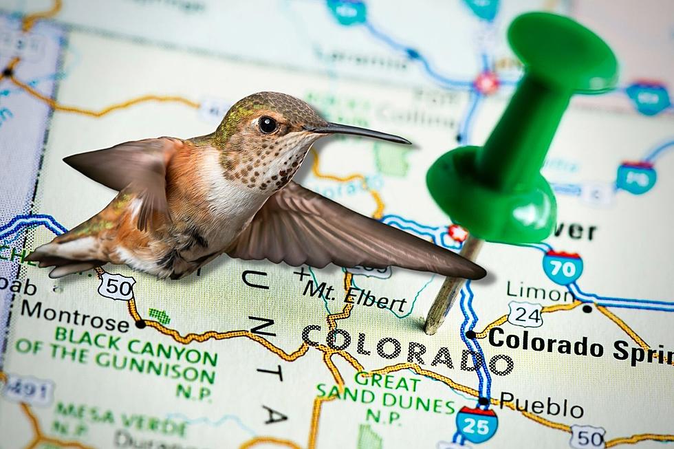 Hummingbirds are Making Their Way to Colorado + We Have the Buzz