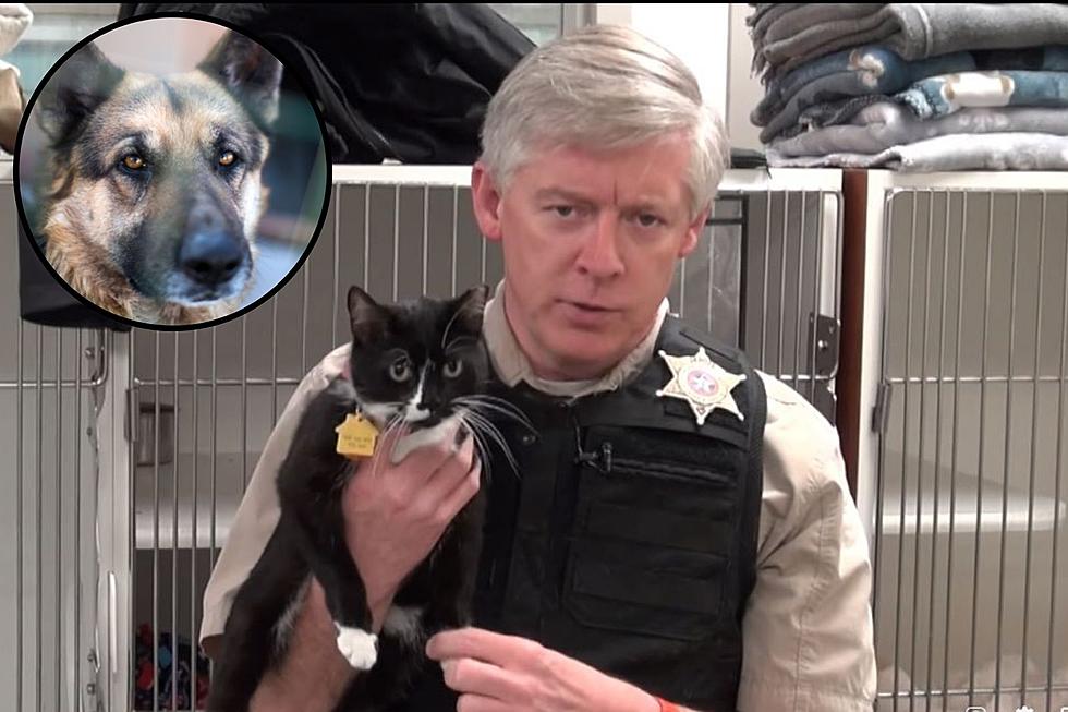 Colorado’s Role In Sheriff’s Office Awesome New ‘Feline Program’