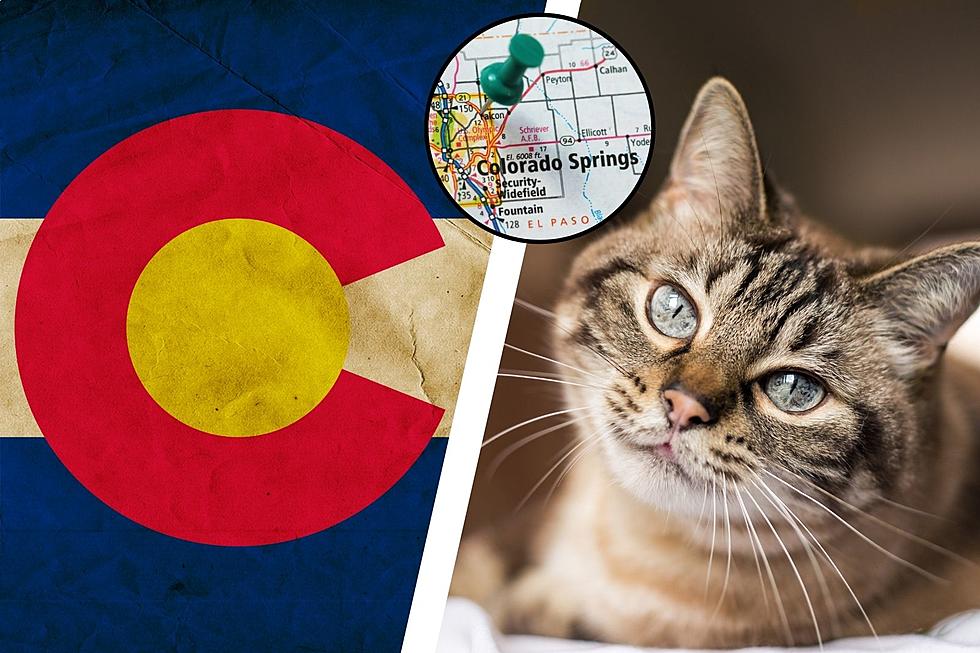 Caring Colorado Peeps Rescue 26 Cats From Abusive Hoarding Situation