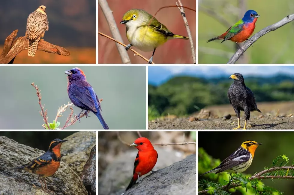 The Ultimate Guide to Colorado’s Rare Birds