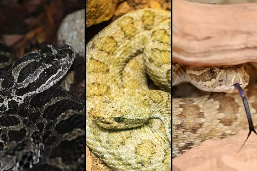 Slither Through Some of the Snakes You&#8217;ll Find in Colorado