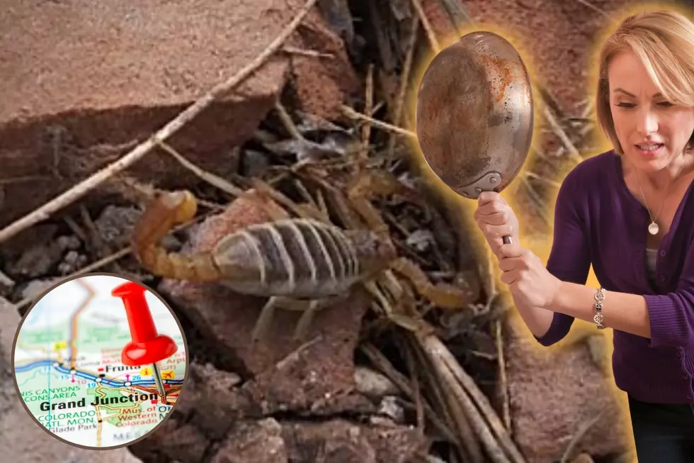 Do You Have Scorpions In Your Grand Junction Home?