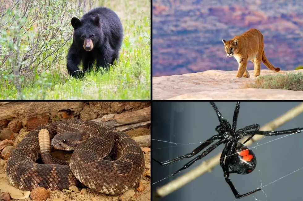Beware of the 12 Most Dangerous Animals in Colorado