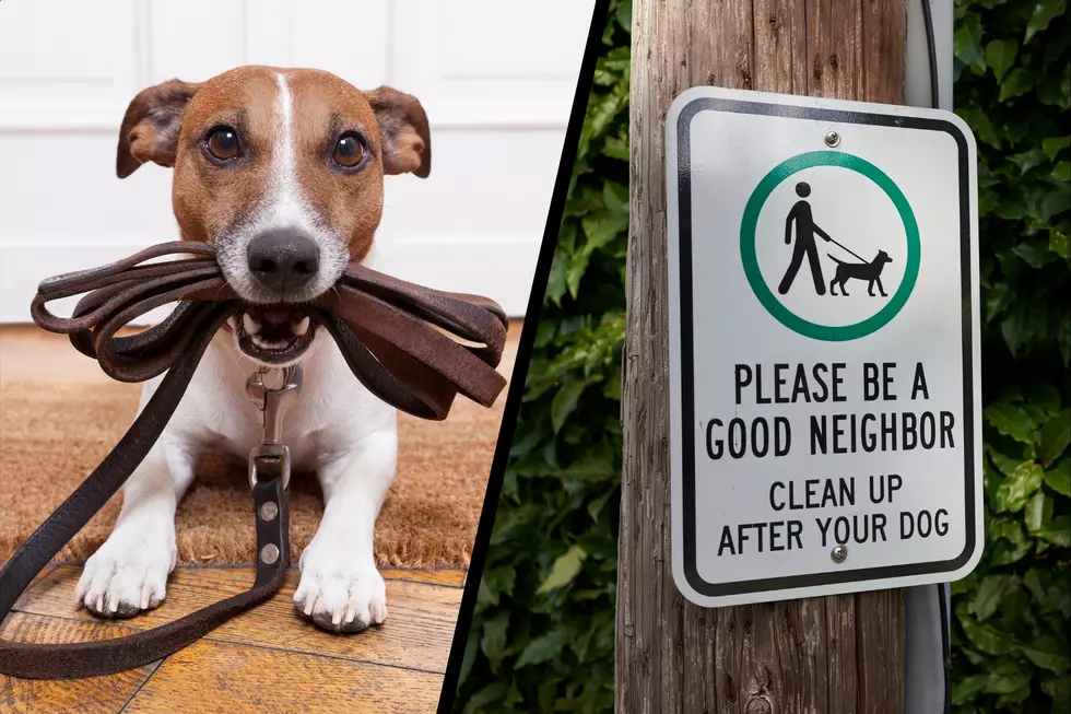 Is It Illegal to Let Your Dog Poop On Someone’s Yard in Colorado?