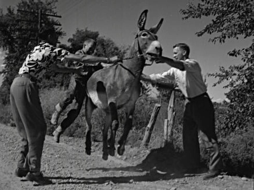 Classic Photos: Grand Junction Colorado&#8217;s Coveted Donkey Races of 1952