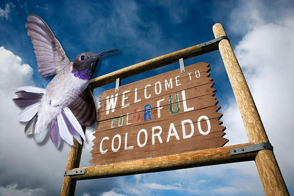 Hummingbirds Have Arrived In Colorado &#038; We Have The Buzz