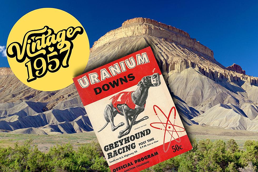 Heart-Pounding Action of Greyhound Racing at Colorado’s Uranium Downs