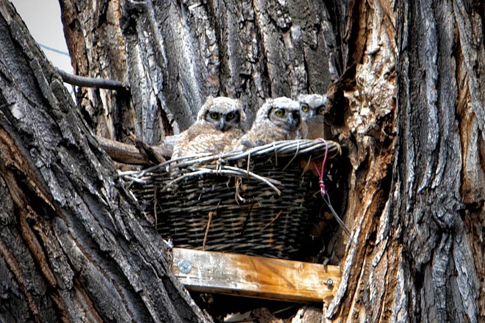 Say Cheese! Colorado&#8217;s Audubon Trail Captures Adorable Family Portrait of Owls