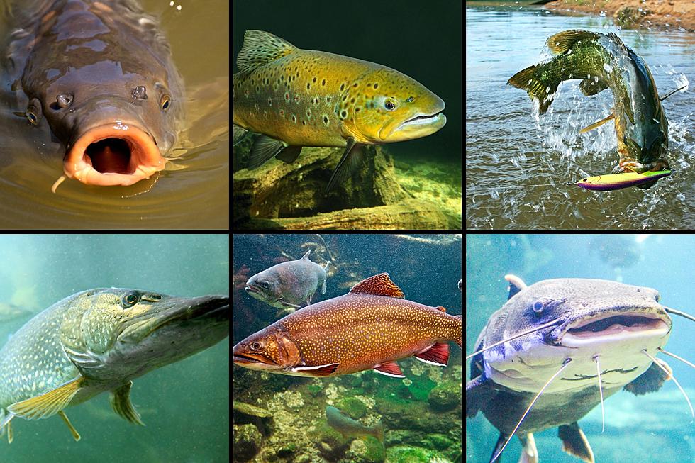 Colorado Fishing: What Is Safe to Catch and Eat, and How Often?