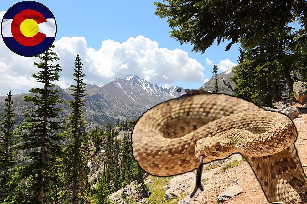 Rattlesnake Season: 12 Tips to Help Avoid Getting Bit in Colorado