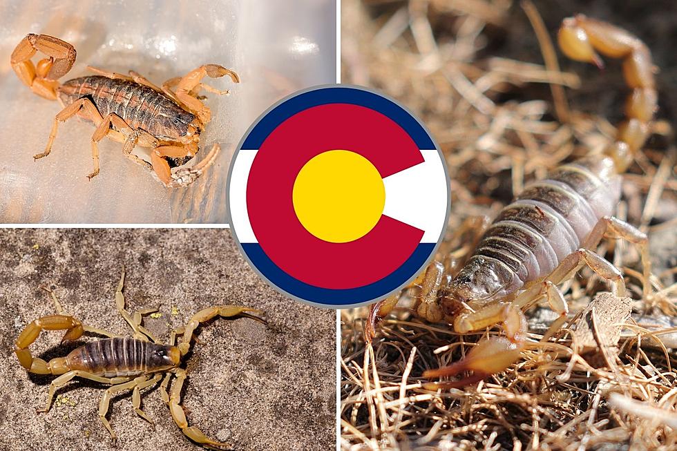 Watch Out For These Three Varieties of Scorpion In Colorado