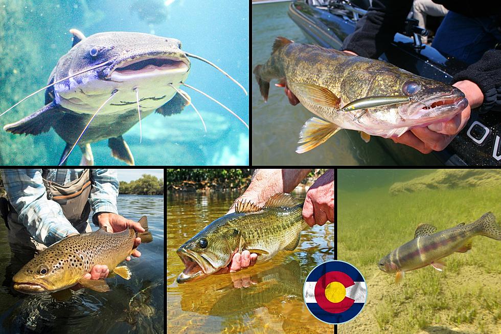 Colorado&#8217;s Biggest Fish Lurking Beneath the Water&#8217;s Surface