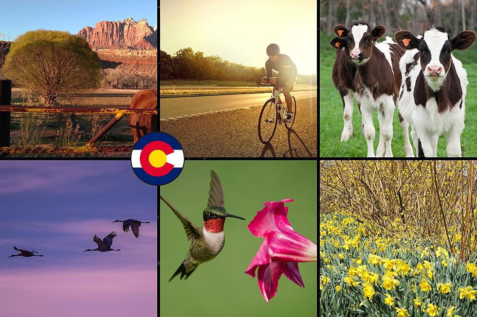 20 Signs That Signal the Arrival of Spring in Western Colorado