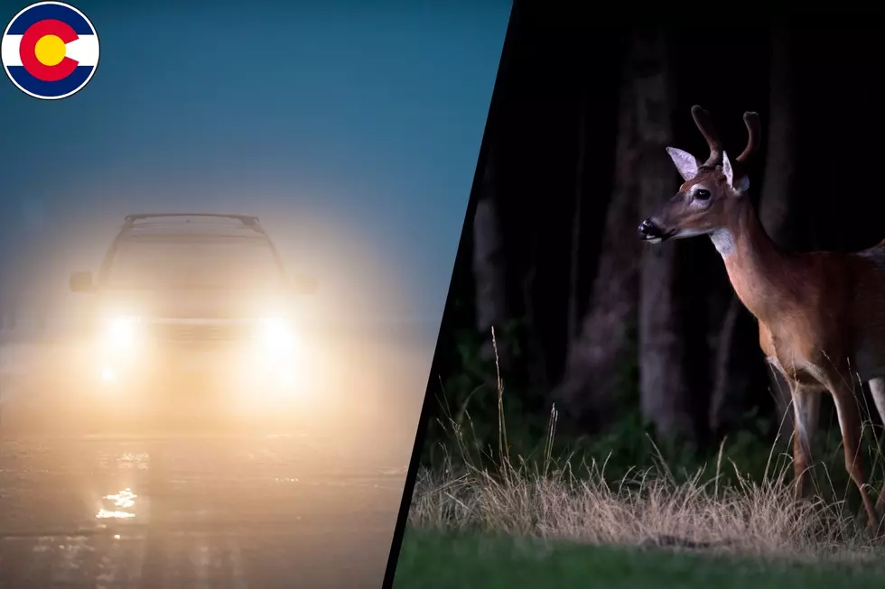 Colorado, Is It Legal to Warn Drivers About Deer on The Road?