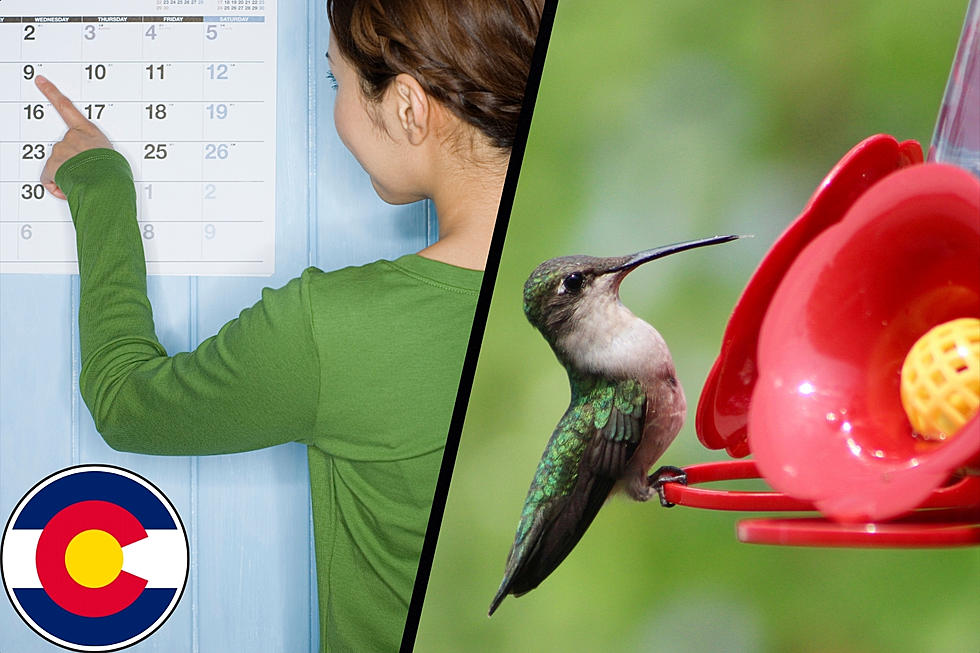 When Should You Put Out Your Hummingbird Feeder in Colorado?