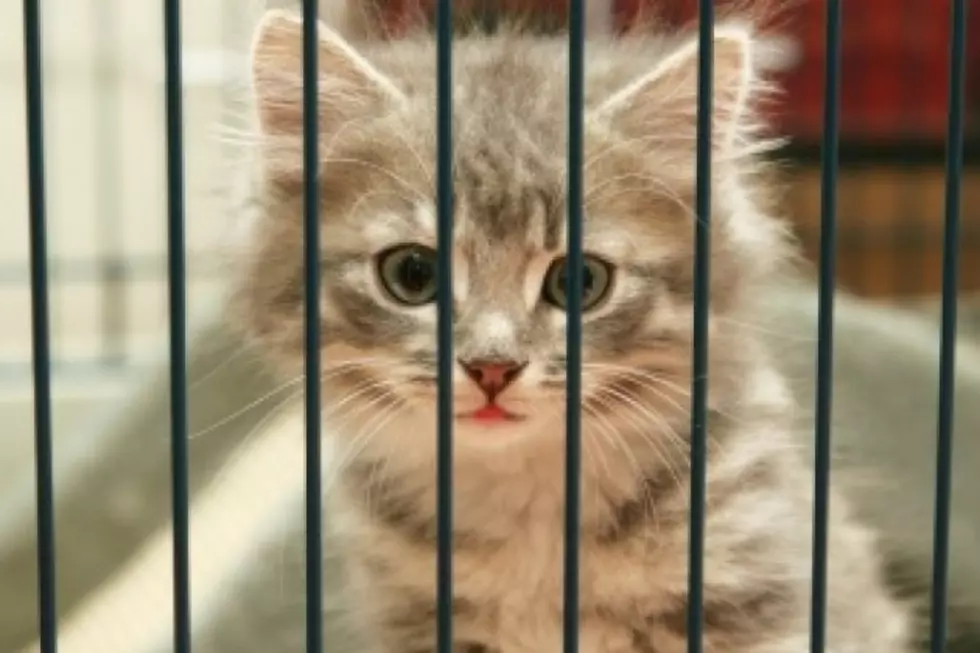 Cat Caught Smuggling Drugs Into Jail Now Behind Bars Himself