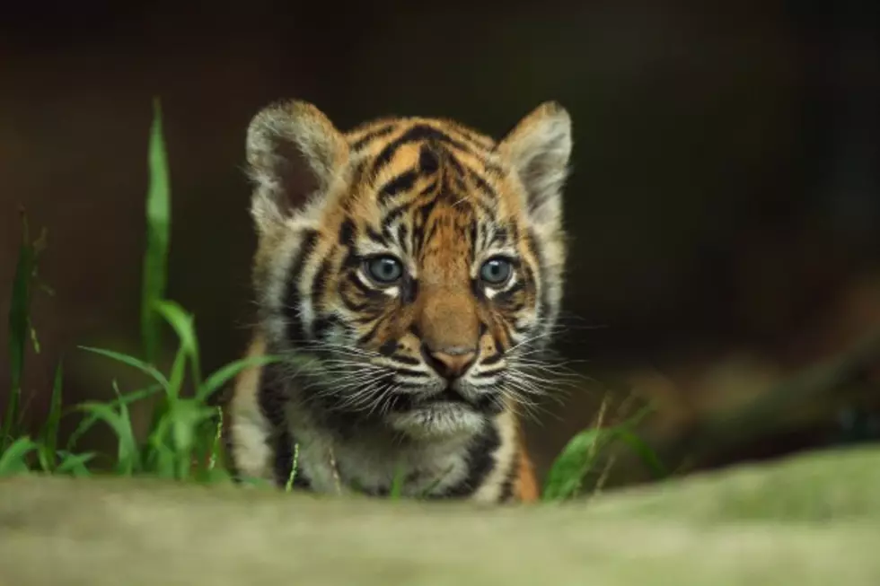 Little Boy Dressed as a Tiger Cub Plays With a Real Tiger Cub [VIDEO]