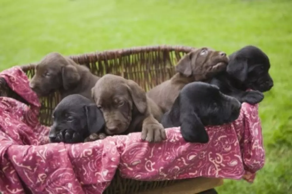 Adorable Puppies Learning to Walk Will Make You Laugh [VIDEO]