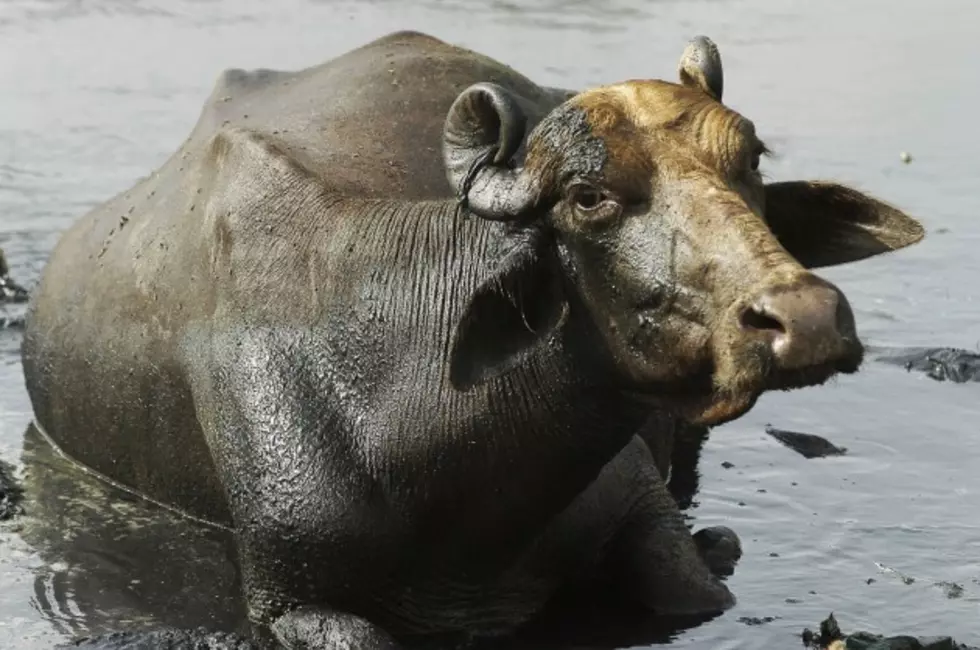Water Buffalo Shows a Lion How to Fly [VIDEO]