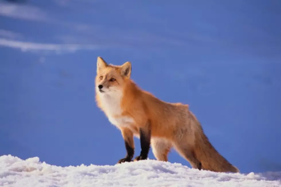 Amazing Fox Finds Mice in Three Feet of Snow 