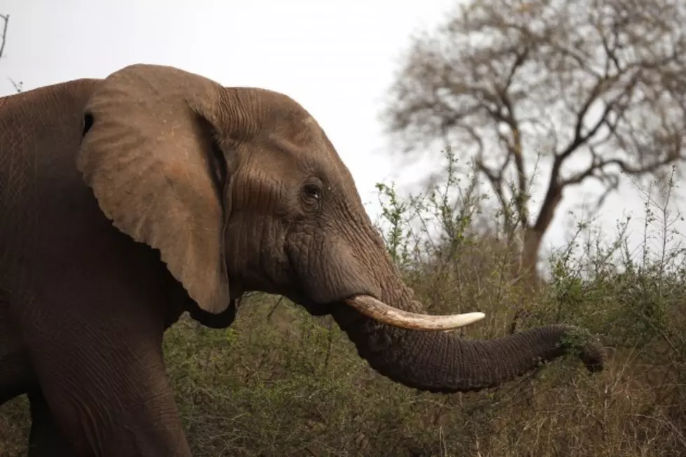 Surprise! Women Get Photobombed By Seven-Ton Elephant