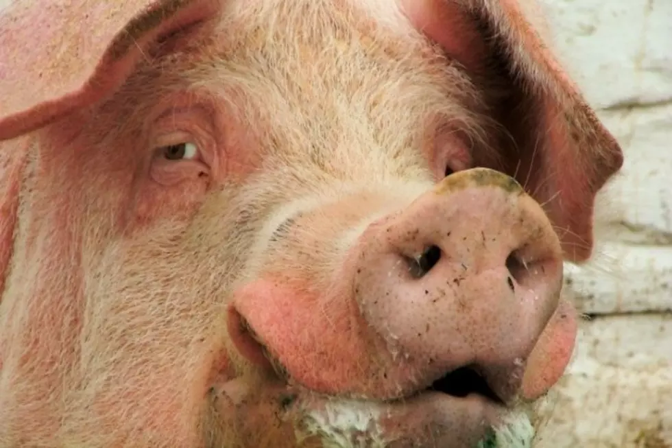News Reporter Gets ‘Pig Headed’ in Hilarious Graphic Fail