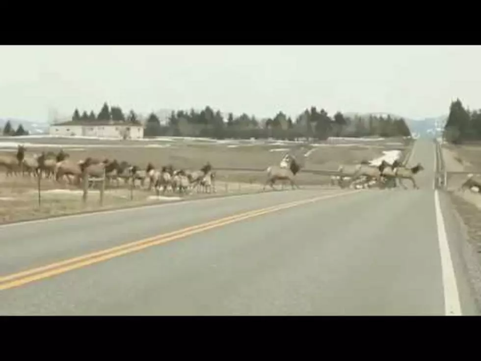 Massive Elk Herd Waits For Lone Straggler to Cross Fence [VIDEO]