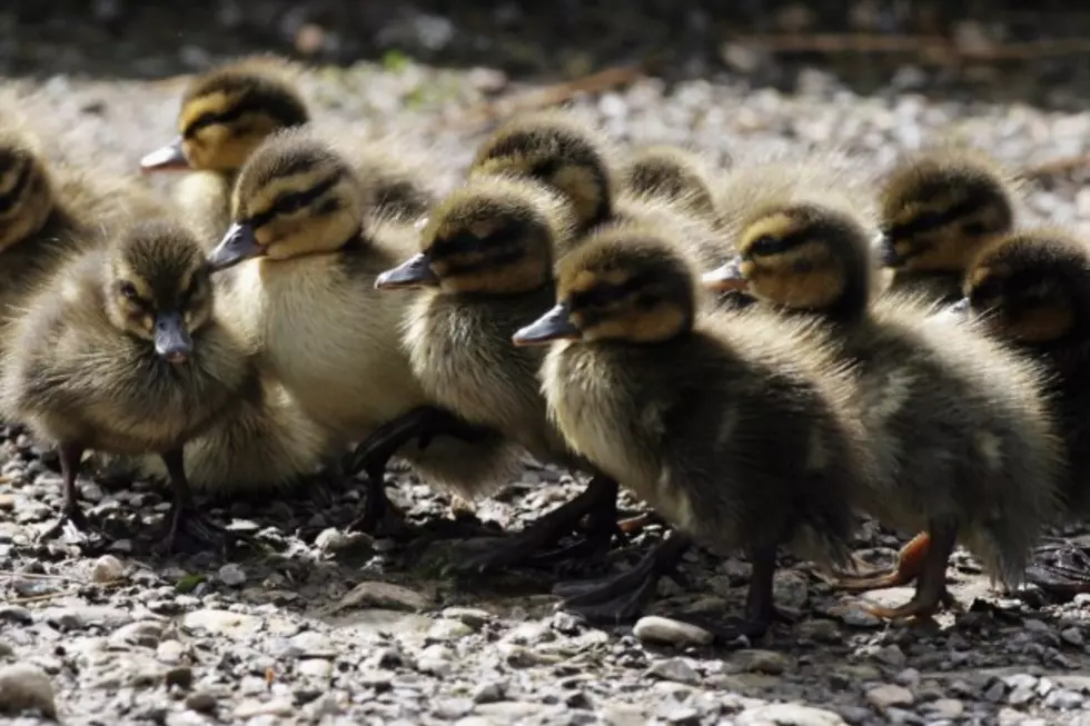 Darling Ducklings Think This Man Is Their Mother [VIDEO]