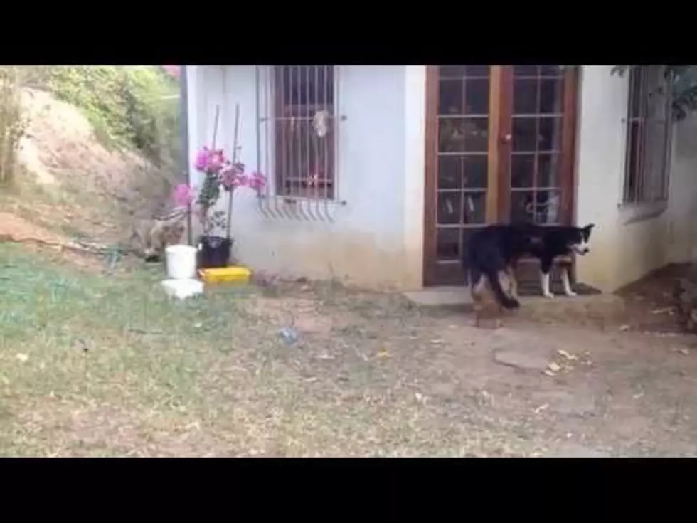 Sneaky Lion Cub Gives Unsuspecting Dog a Major Fright [VIDEO]