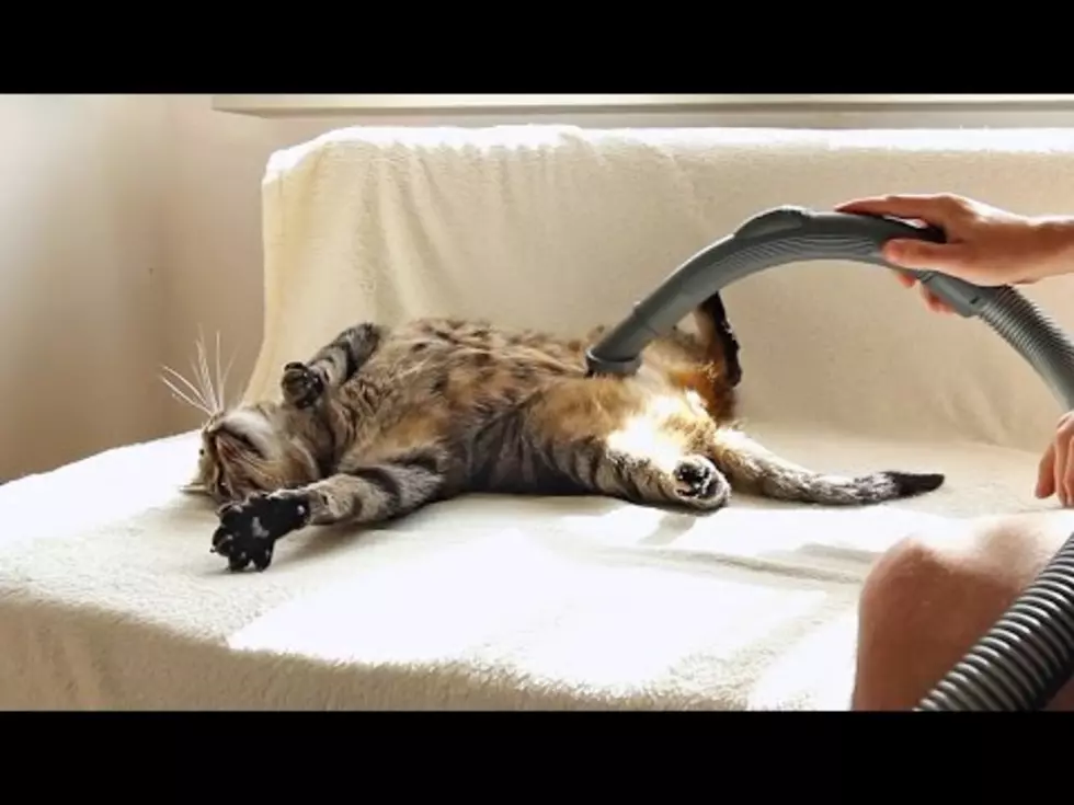 Freaky Neat Cat Absolutely Loves Being Vacuumed [VIDEO]