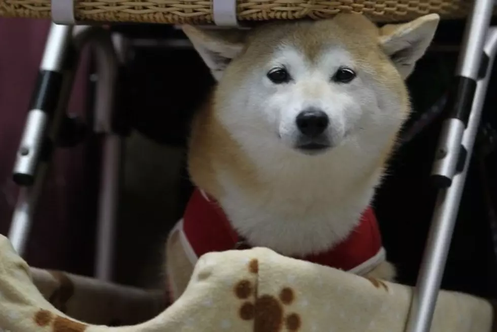 Cute Little Dog Jumps for Joy Every Time He Hears the Sound of Food Pouring in His Bowl [VIDEO]
