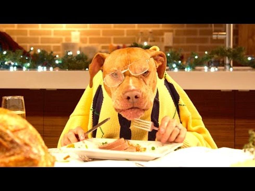 13 Dogs and a Cat Have an Outrageouly Funny Holiday Dinner Party [VIDEO]