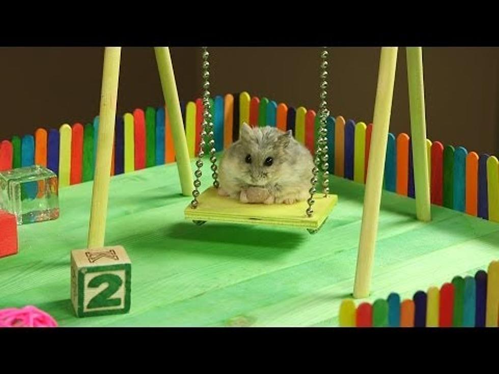 Tiny Hamster Playground is as Much Fun as a Day at the Park [VIDEO]