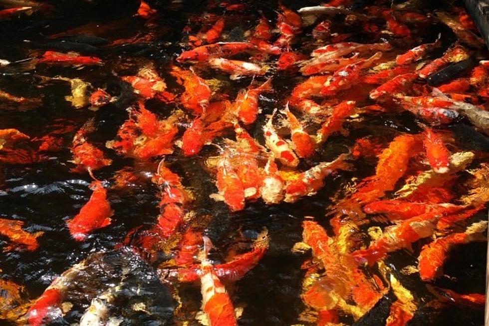 Thousands of Goldfish Take Over Teller Lake in Boulder