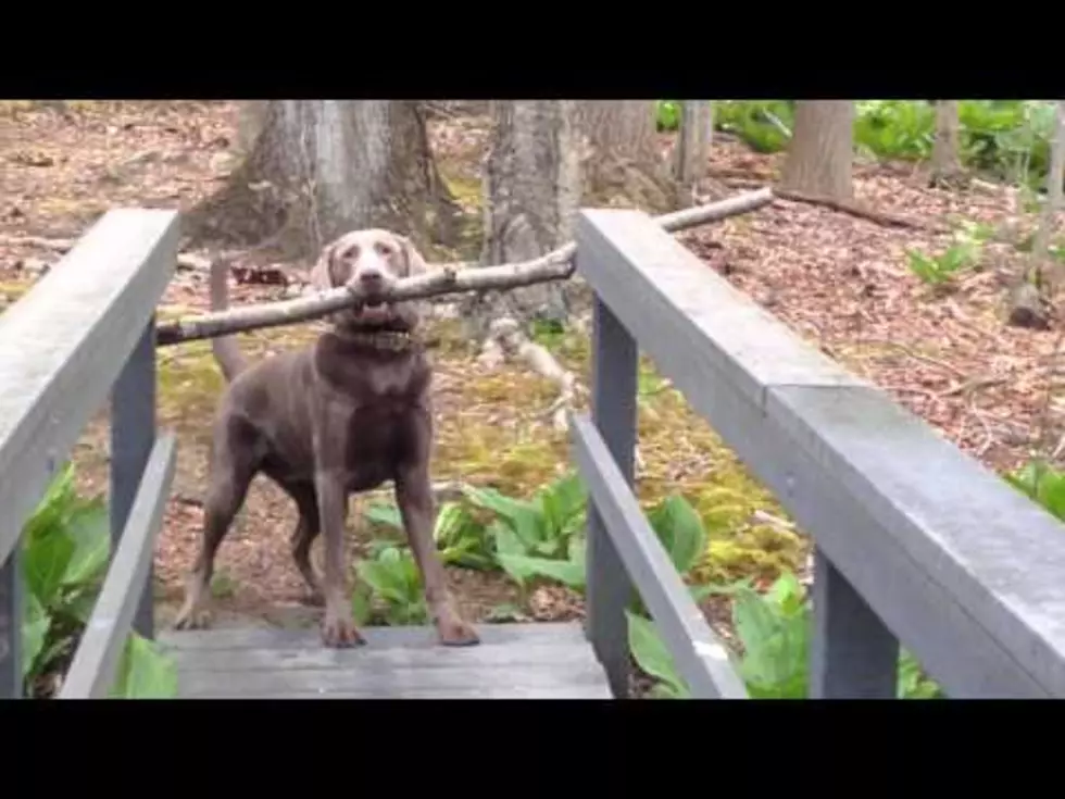 Ingenious Dog Figures Out How to Get Giant Stick Across Narrow Bridge [VIDEO]