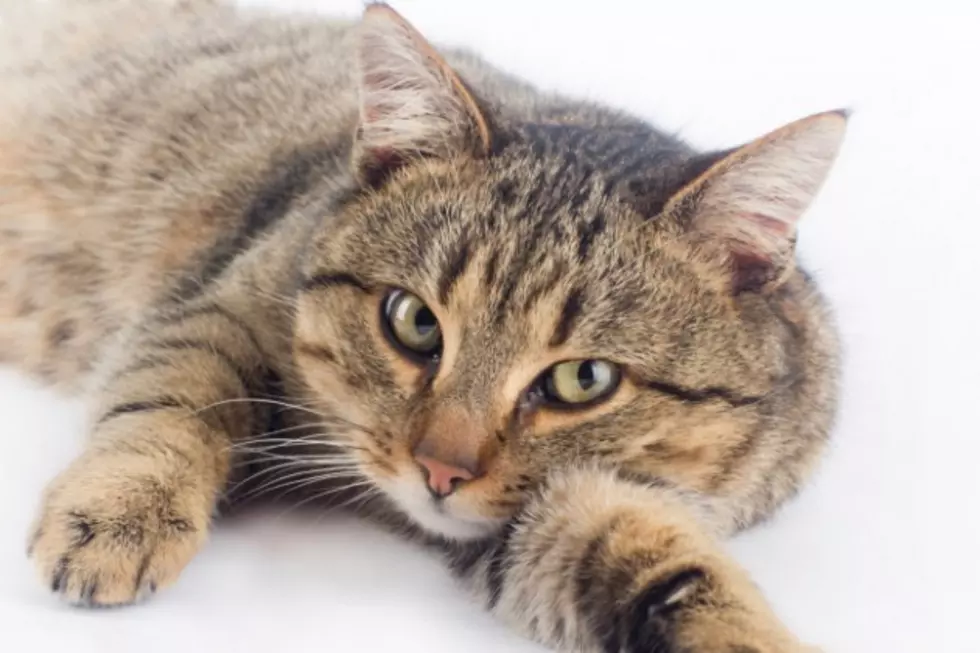 Amazingly Well-Trained Cat Performs Tricks Just Like a Dog [VIDEO]