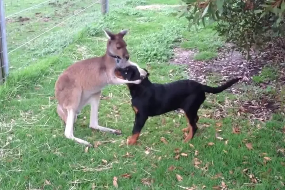 Unusual Frienship Between Dog and Kangaroo Make Them the Perfect Playmates