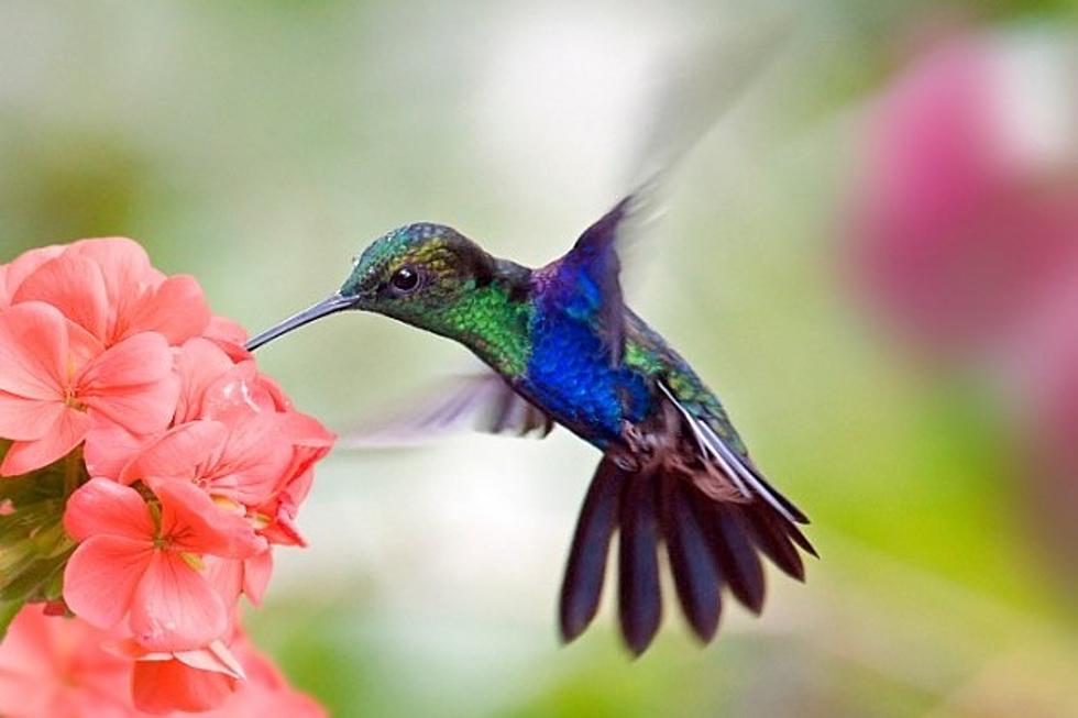 Incredible Hummingbird Rescue Will Completely Melt Your Heart [VIDEO]