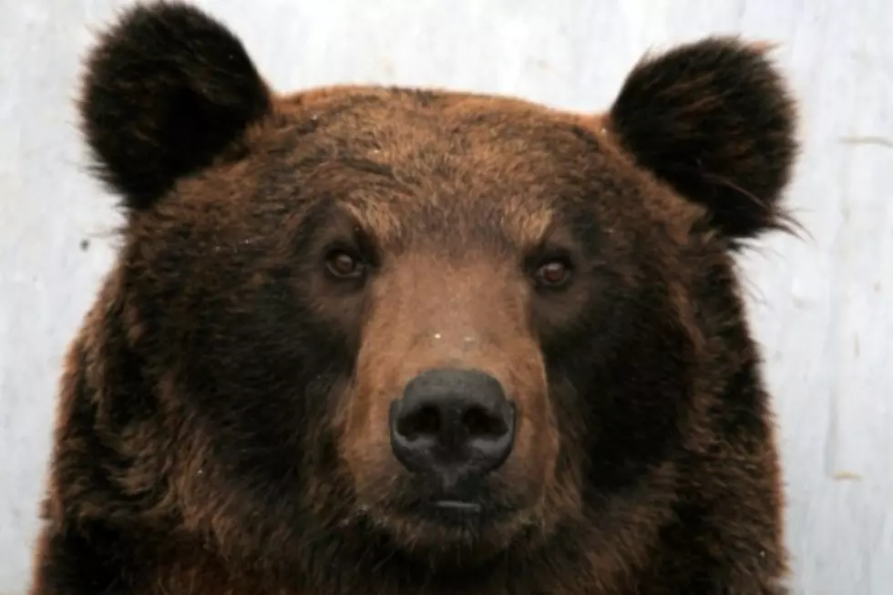 Bear Finds Montana High School Completely ‘Unbearable’