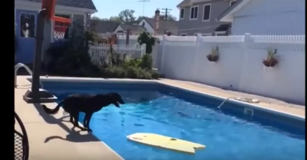 Determined Dog &#8216;Surfs&#8217; Across Pool to Fetch Ball in Water