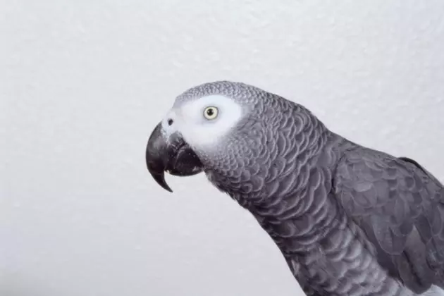 How A Talking Bird Could Solve the Country&#8217;s Immigration Issue