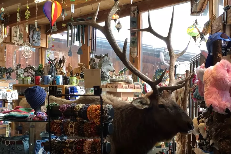 Giant Bull Elk Seeks Retail Therapy at Estes Park Gift Shop