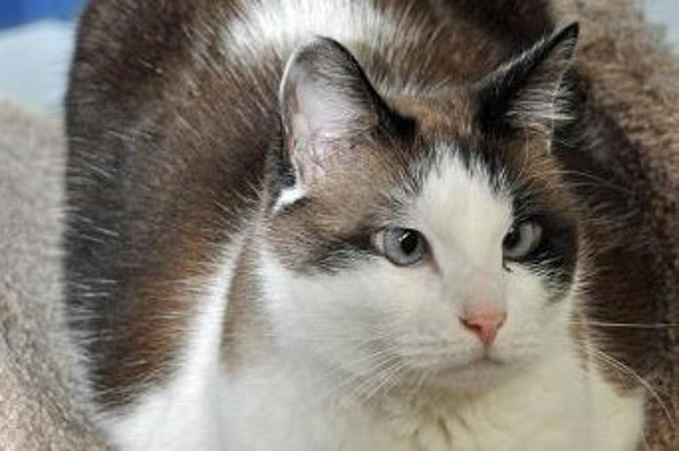 Help Tinker, an Extrodinarily Special Cat Find a Home