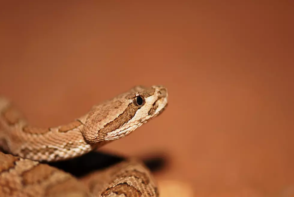 Colorado’s Deadliest Snake: The Midget Faded Rattler